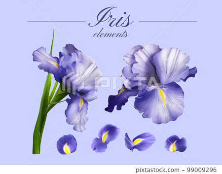 Purple Iris flower element set. 99009296