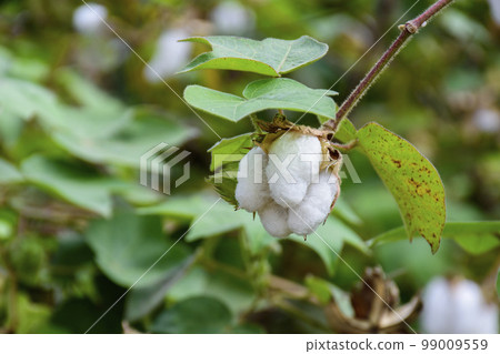 Ripe cotton plant on a branch ready to harvest in a cotton field 99009559