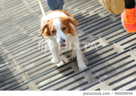Kooikerhondje running up the stairs of the footbridge 99009694