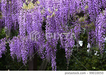 Toba no Fuji noda fuji 99010050