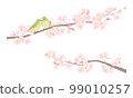 Illustration of a pair of white-eye and cherry blossoms 99010257