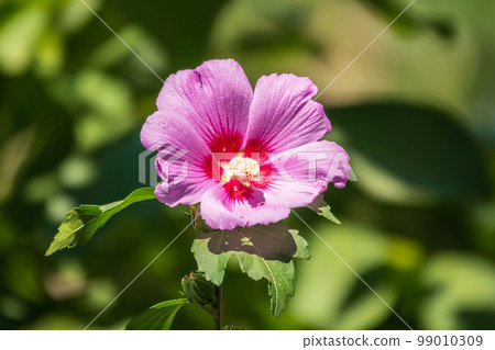 Pink flowers of Hibiscus moscheutos plant close-up. Hibiscus moscheutos, swamp hibiscus, 99010309