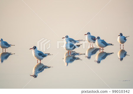 Flock of Seagulls, The European herring gull, swims on the calm lake shore in sunset 99010342