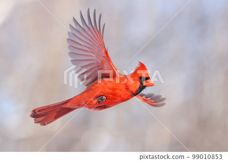 Northern Cardinal flying, Quebec, Canada Northern Cardinal flying, Quebec, Canada 99010853