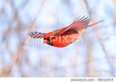 Northern Cardinal flying, Quebec, Canada Northern Cardinal flying, Quebec, Canada 99010854