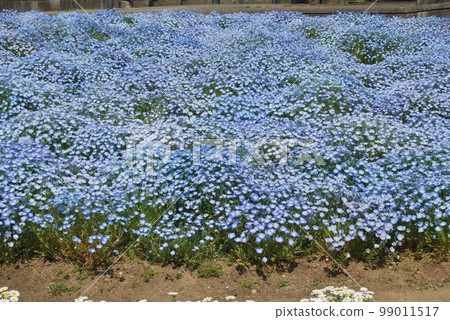 Nemophila flowers in full bloom Nemophila flowers in full bloom 99011517