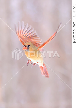 Northern Cardinal female flying with snowy trees on the background, Quebec, Canada Northern Cardinal female flying with snowy trees on the background, Quebec, Canada 99011590