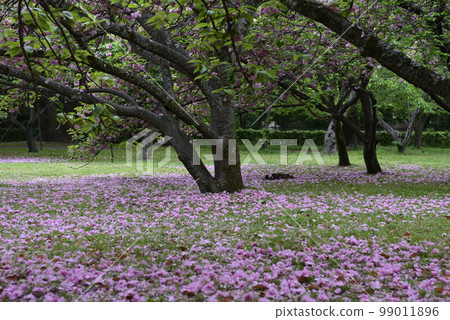 Kyoto Gyoen double cherry blossoms Kyoto Gyoen double cherry blossoms 99011896