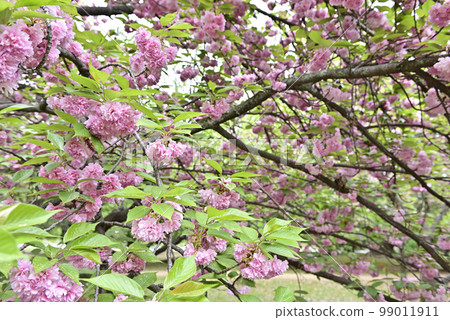 京都御苑雙櫻花 京都御苑雙櫻花 99011911