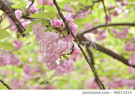 京都御苑雙櫻花 京都御苑雙櫻花 99011914