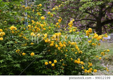 Kyoto Gyoen Yamabuki Kyoto Gyoen Yamabuki 99012199