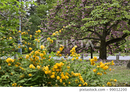 Kyoto Gyoen Yamabuki 99012200