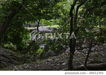 京都Sendong宮南池塘Yatsuhashi和紫藤 99012393