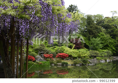 京都Sendong宮南池塘Yatsuhashi和紫藤 99012399