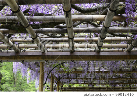 Kyoto Sendong Palace South pond Yatsuhashi and wisteria 99012410