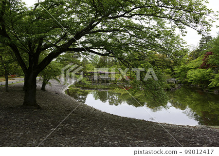 京都Sendong宮南池塘Yatsuhashi和紫藤 99012417