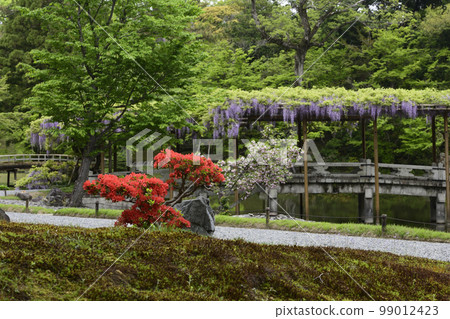 京都Sendong宮南池塘Yatsuhashi和紫藤 99012423