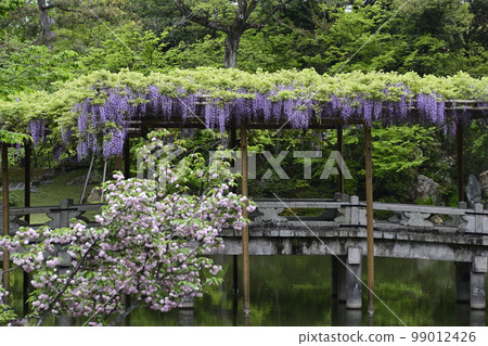 京都Sendong宮南池塘Yatsuhashi和紫藤 99012426