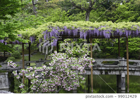 Kyoto Sendong Palace South pond Yatsuhashi and wisteria 99012429