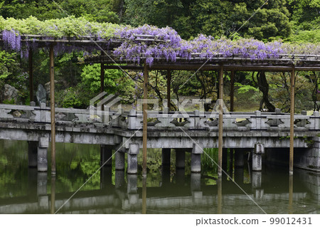 京都Sendong宮南池塘Yatsuhashi和紫藤 京都Sendong宮南池塘Yatsuhashi和紫藤 99012431