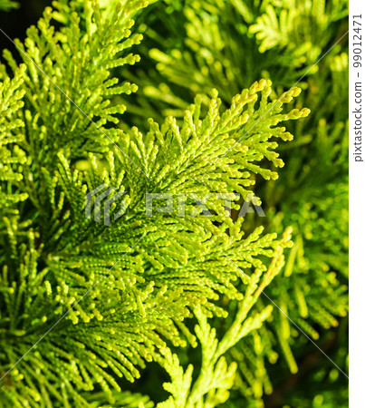 Close-up of a green yellow juniper branches. Natural background. High quality photo 99012471