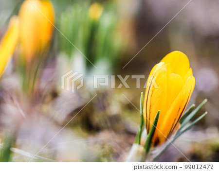 Spring is coming. The first yellow crocuses in the garden on a sunny day 99012472