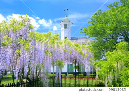 Former Nakagomi School and wisteria flowers Former Nakagomi School and wisteria flowers 99013085