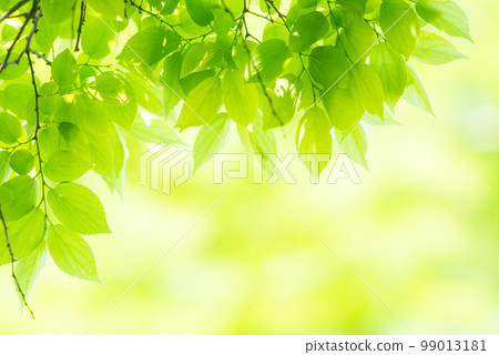 Refreshing spring sprouts Fresh green 99013181