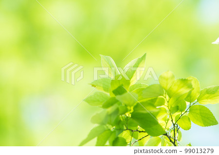 清新的春芽新綠 清新的春芽新綠 99013279