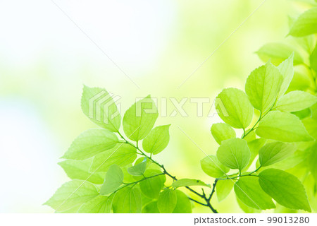 清新的春芽新綠 99013280