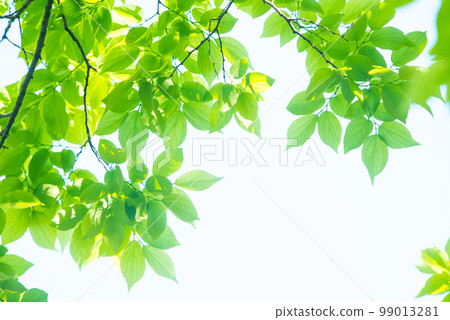 Refreshing spring sprouts Fresh green 99013281