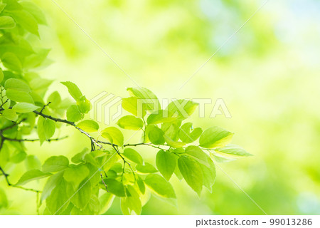 清新的春芽新綠 清新的春芽新綠 99013286