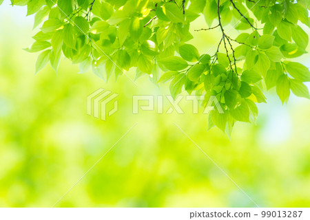 Refreshing spring sprouts Fresh green 99013287
