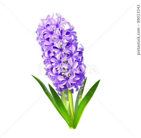 illustration of purple hyacinth 99013343