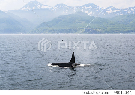 知床山脈和虎鯨 99013344