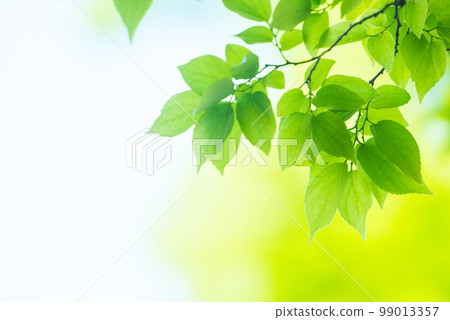 Refreshing spring sprouts Fresh green 99013357