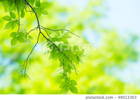 Refreshing spring sprouts Fresh green Refreshing spring sprouts Fresh green 99013363