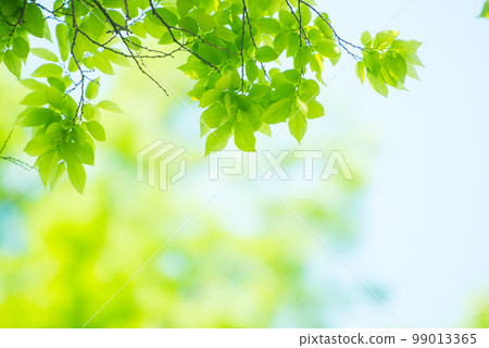 Refreshing spring sprouts Fresh green 99013365