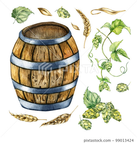 Wooden beer barrel and hop vine, wheat ear watercolor illustration isolated on white. 99013424