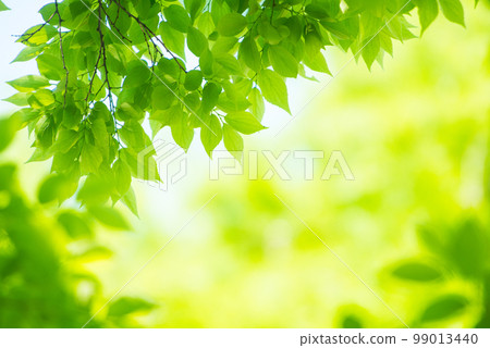 Refreshing spring sprouts Fresh green Refreshing spring sprouts Fresh green 99013440