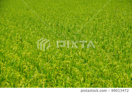 Ears of rice, early autumn, summer, the blessings of nature, pre-harvest rice fields, Japanese scenery, rural scenery Ears of rice, early autumn, summer, the blessings of nature, pre-harvest rice fields, Japanese scenery, rural scenery 99013472