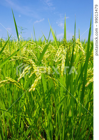 Ears of rice, early autumn, summer, the blessings of nature, pre-harvest rice fields, Japanese scenery, rural scenery 99013479