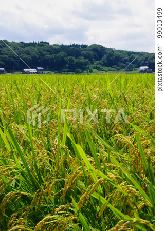 稻穗、初秋、夏季、大自然的恩惠、收割前的稻田、日本風景、田園風光 99013499