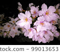 Cherry blossoms at night (closeup) 99013653
