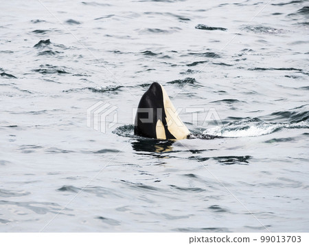 間諜虎鯨 間諜虎鯨 99013703