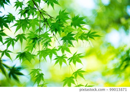 清新的春芽新綠 清新的春芽新綠 99013871
