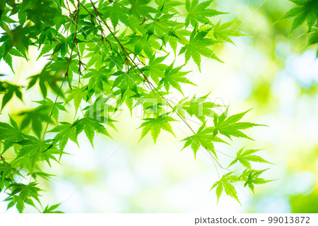 清新的春芽新綠 99013872