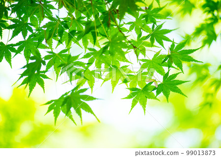 清新的春芽新綠 清新的春芽新綠 99013873