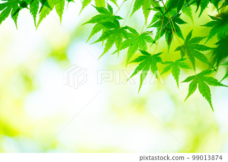 清新的春芽新綠 清新的春芽新綠 99013874