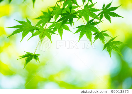 清新的春芽新綠 99013875
